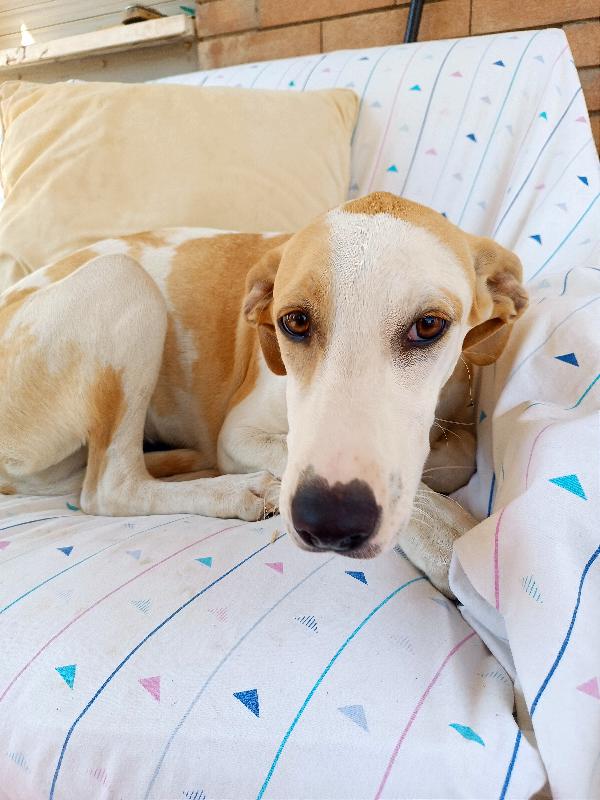 Luna, Cucciolotta Taglia Media Cerca Casa 