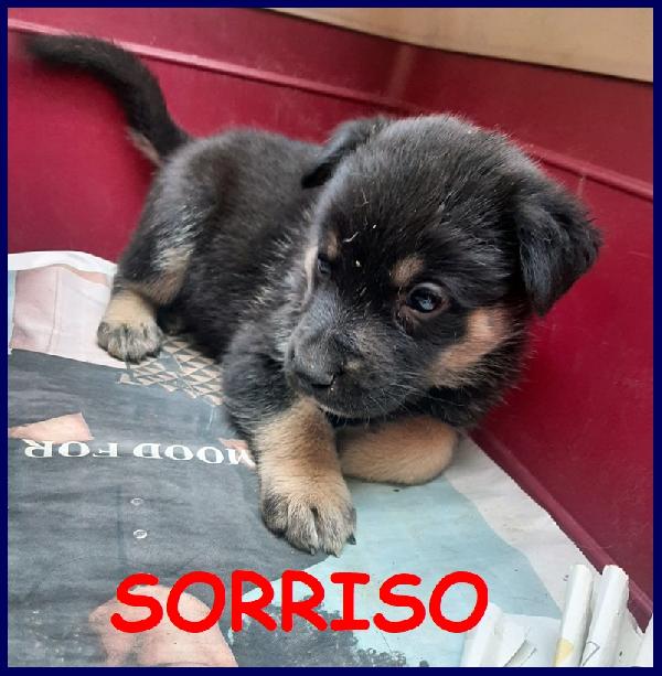 Sorriso  Cucciolo 2 Mesi Abbandonato In Un Campo Sotto Il Sole Rovente Cerca Mamma Umana Che Lo Cresca Con Amore!