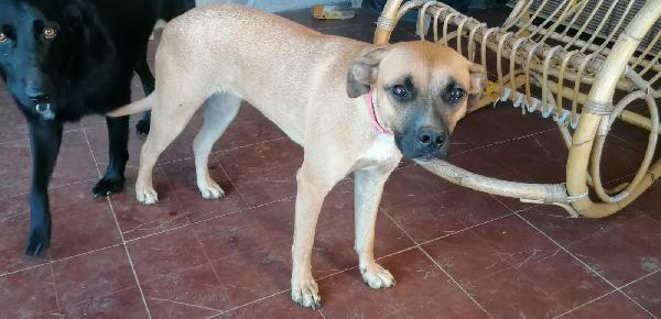 Bea Giovane Simil Pitbull 