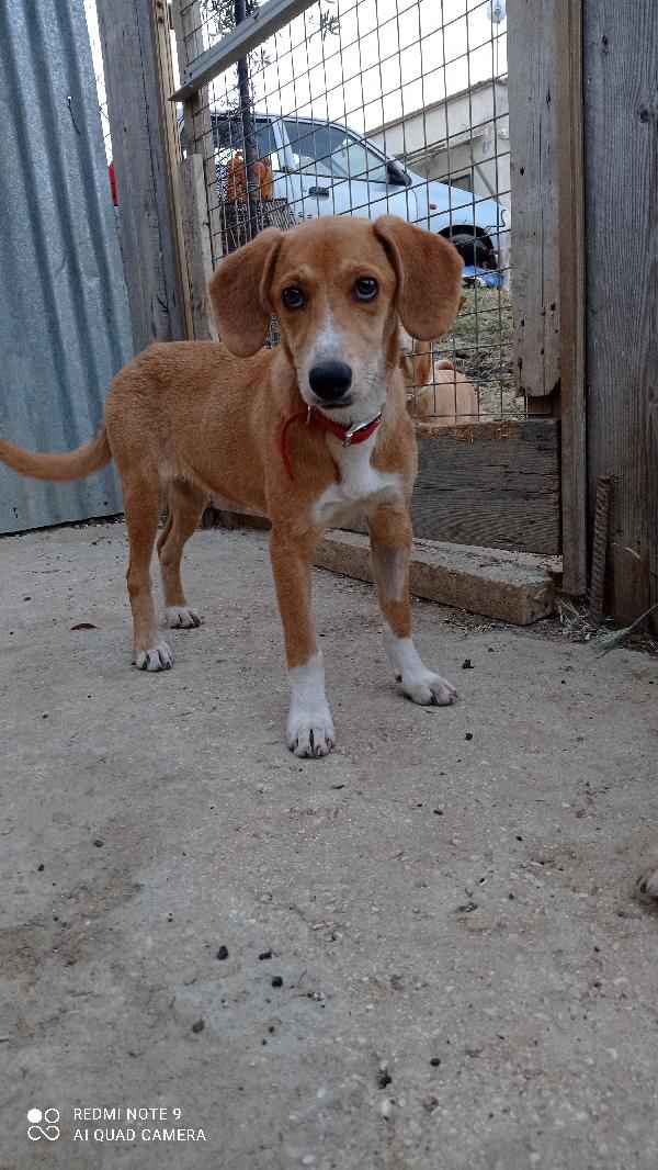 Asia Dolcissima Cucciola 