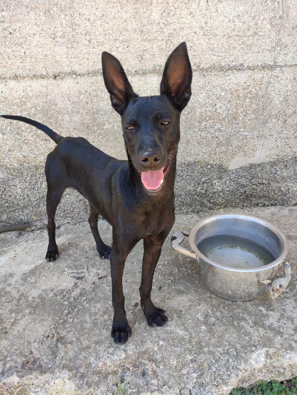 Romina Cerca Adozione 