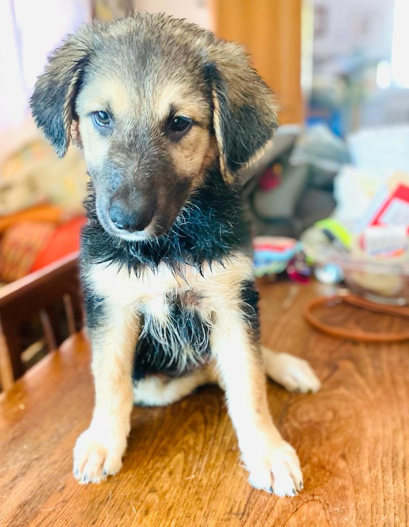 Stagno Spinta Collegamenti Pinze Da Estrazione Dentale Insistere Documento Iniez