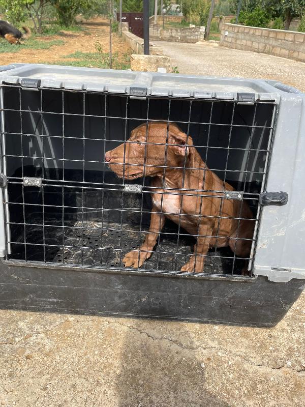 Brown Cucciolo Simil Pitbull Rednose 