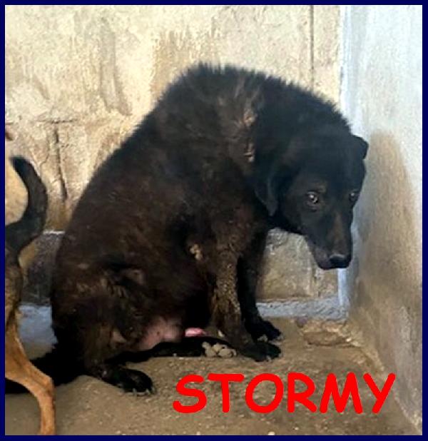 Stormy, Pelosone Di 11 Anni, Da Troppo In Canile, Ha Bisogno Di Una Famiglia Piena Di Amore Per Lui!