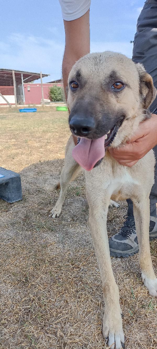 Leo giovane simil pastore malinois  Foto 2