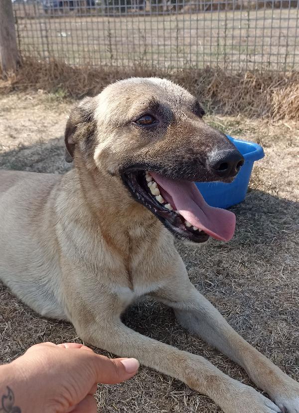 Leo giovane simil pastore malinois  Foto 4