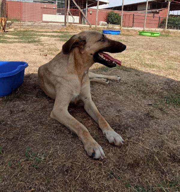 Leo giovane simil pastore malinois  Foto 5