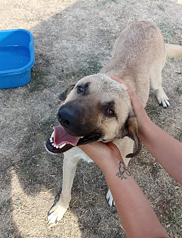 Leo giovane simil pastore malinois  Foto 6