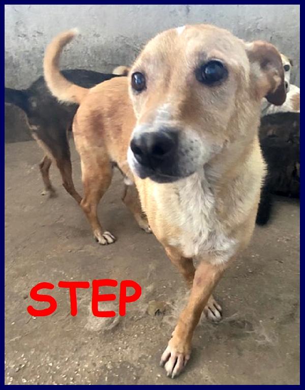 Step, 11 Anni, Tg Mediopiccola,  In Gabbia Sin Da Piccolo, Sogna Solo Di Essere Amato E Libero!