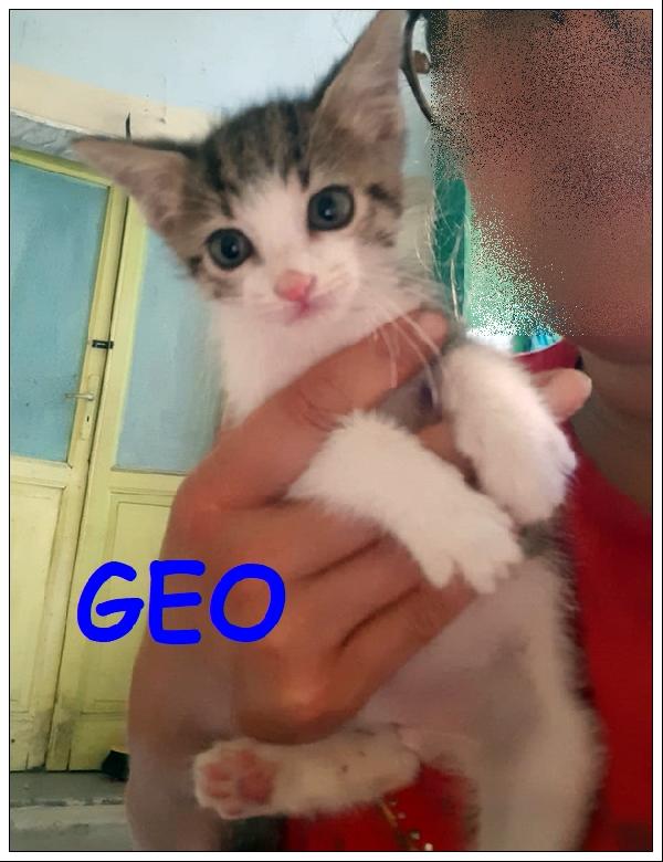 Geo, Micino 2 Mesi Recuperato In Strada Cerca Mamma Umana!