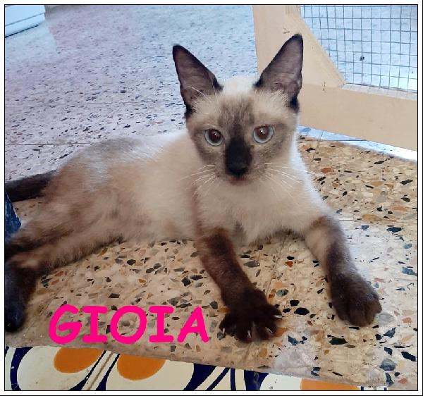 Gioia, Meravigliosa Gattina Siamese Di 7 Mesi Aspetta Una Casa Che Sia Sua Per Sempre!