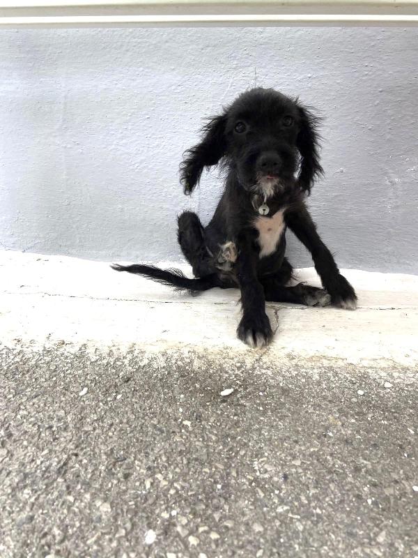 Bella Cucciola Simil Spinone Taglia Media 