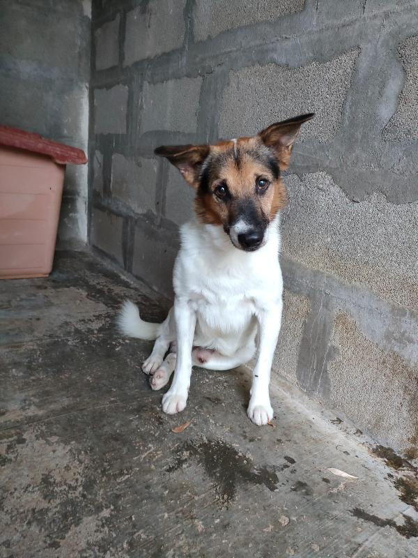 Morris Taglia Piccola 