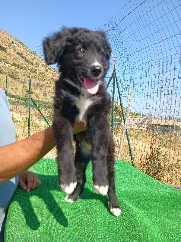 Sophy Tre Mesi Cerca Adozione ❤️