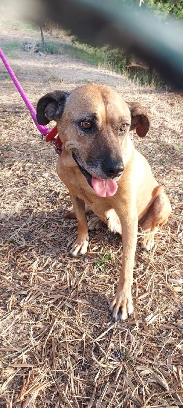 UNA CASA PER STELLA BISOGNOSA CAGNOLONA SIMIL PASTORE Foto 4