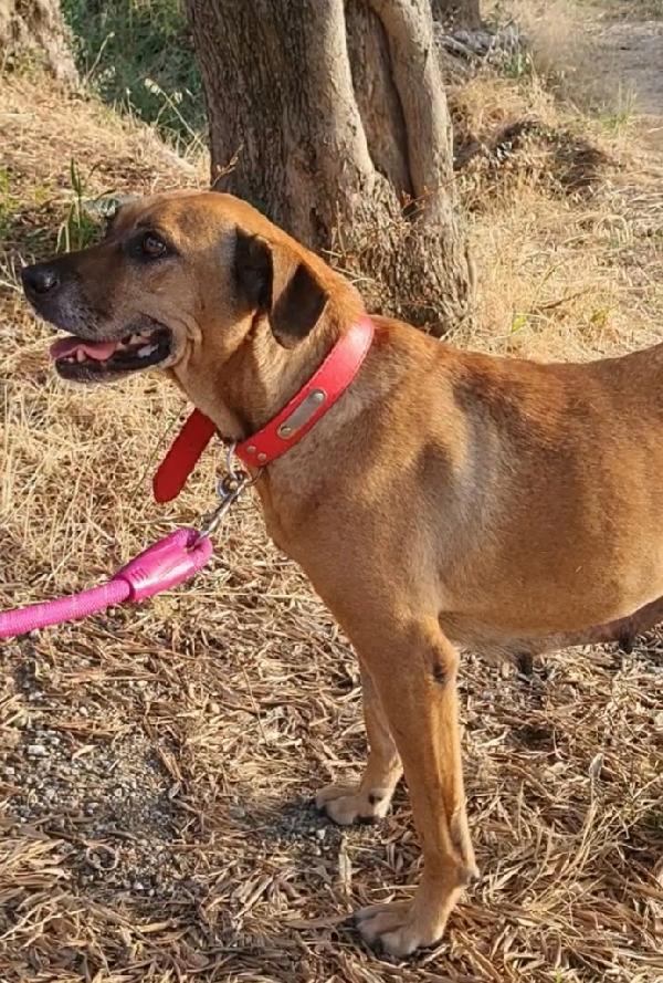 UNA CASA PER STELLA BISOGNOSA CAGNOLONA SIMIL PASTORE Foto 5