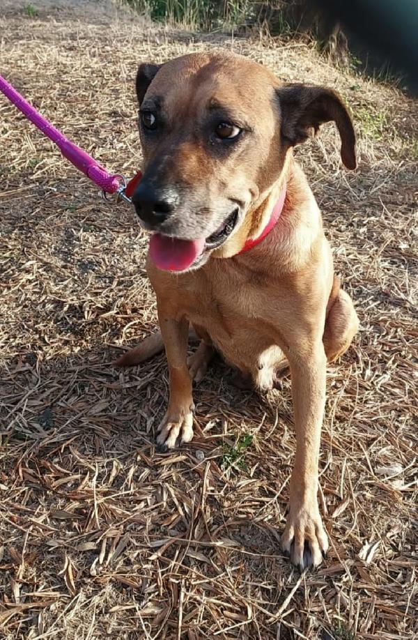 UNA CASA PER STELLA BISOGNOSA CAGNOLONA SIMIL PASTORE Foto 6