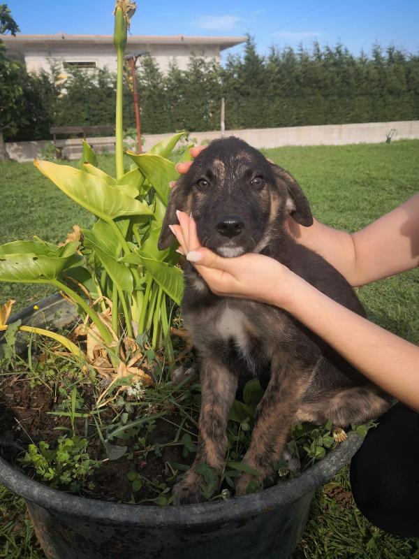 5 meravigliosi cuccioli simil pastore di 3 mesi Foto 2