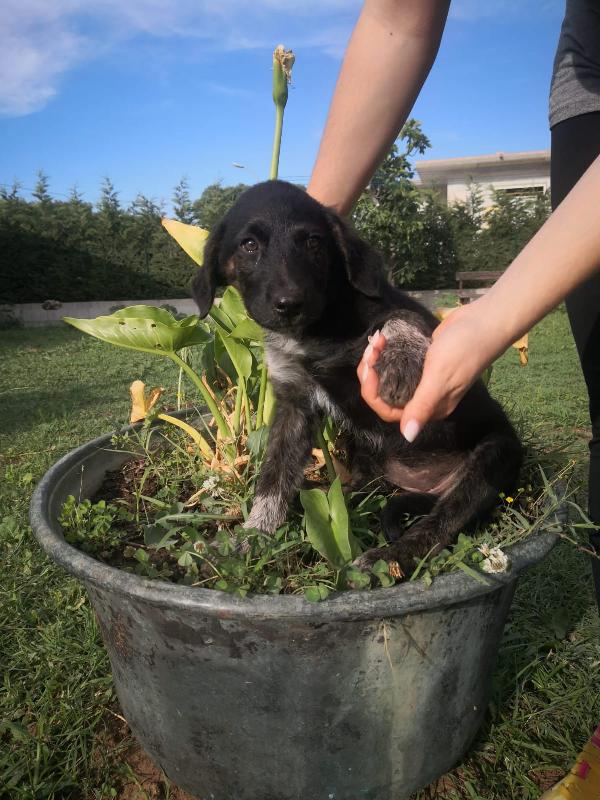 5 meravigliosi cuccioli simil pastore di 3 mesi Foto 3