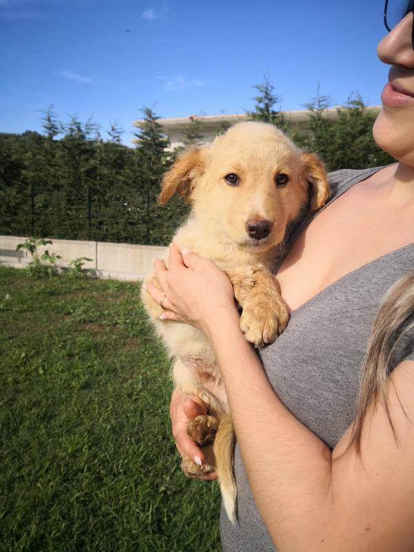 5 meravigliosi cuccioli simil pastore di 3 mesi Foto 5