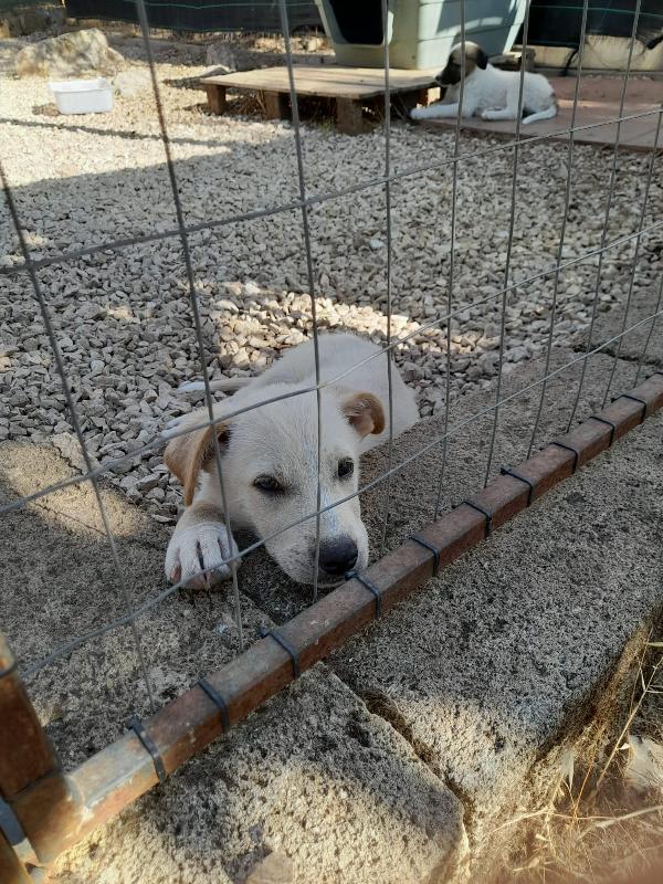 5 meravigliosi cuccioli futura taglia medio grande Foto 5