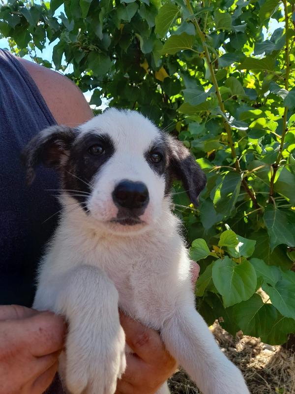 5 meravigliosi cuccioli futura taglia medio grande Foto 6