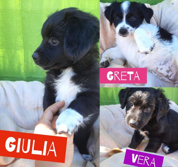 3 Meravigliose Cucciole Simil Border Collie Futura Taglia Media 