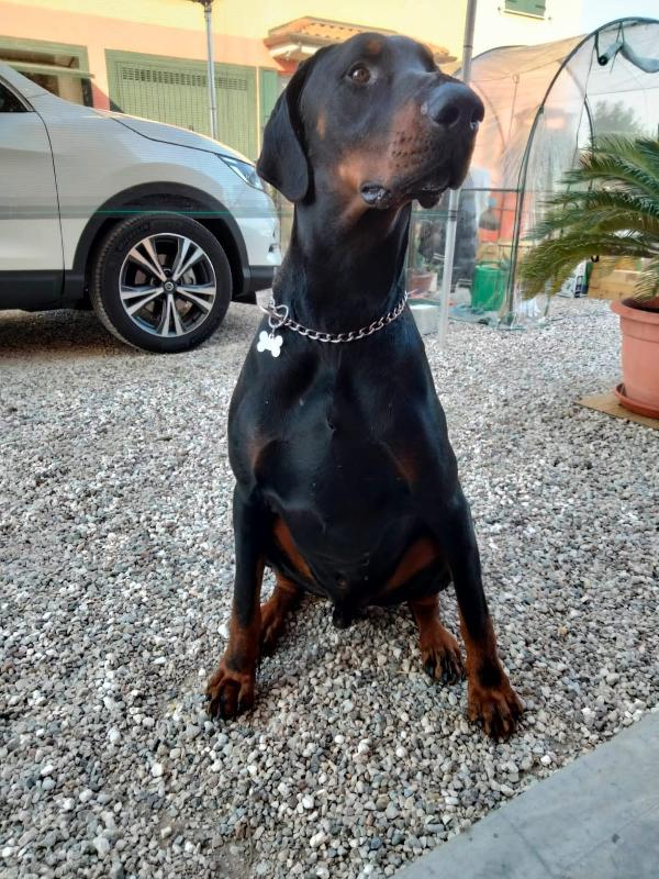 Aaron Splendido Dobermann Taglia Grande