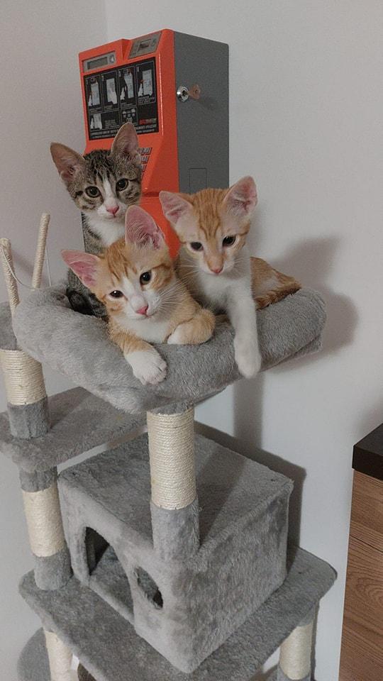 Monza: Splendidi E Simpatici Gattini