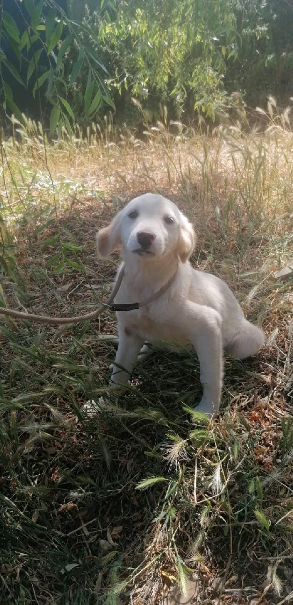 Elsa Cucciola Simil Labrador 