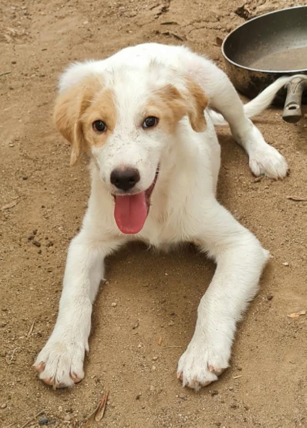 Buddy Cucciolo Simil Labrador/Golden 