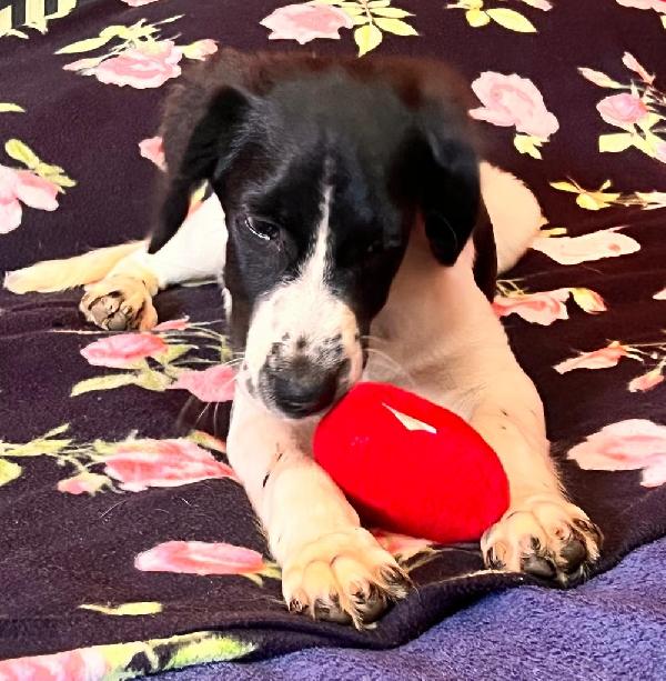 Cucciola 4 Mesi Simili Breton