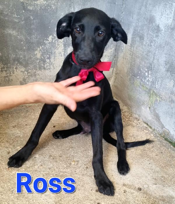 Ross