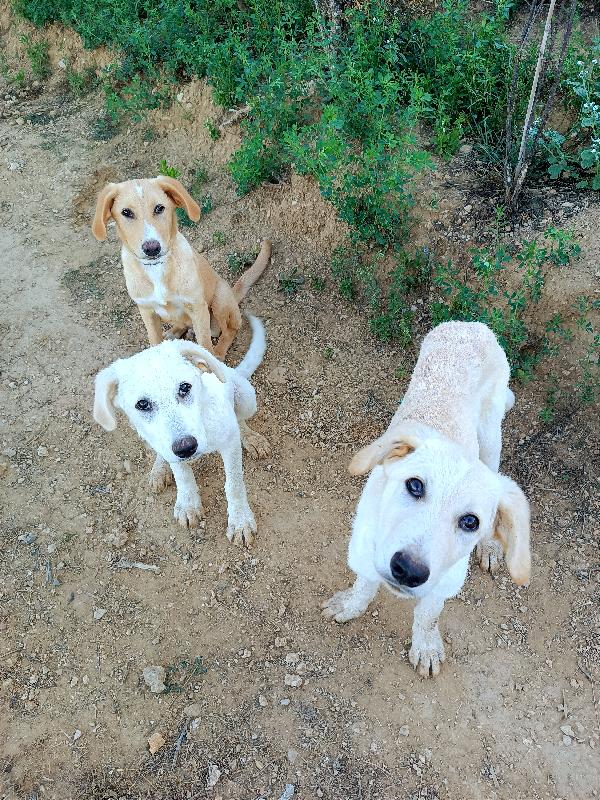 Cuccioli Simil Labrador In Toscana 