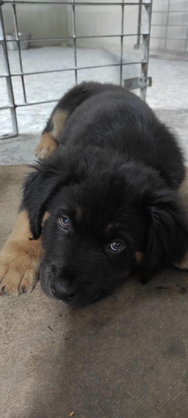 Cuccioli Taglia Grande Cercano Casa