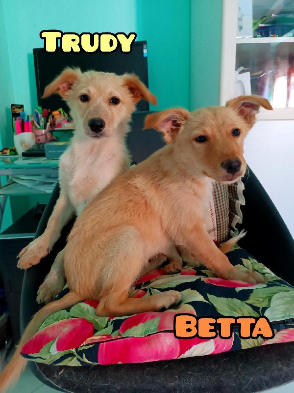 Cucciole Di Taglia Medio Piccola In Toscana 