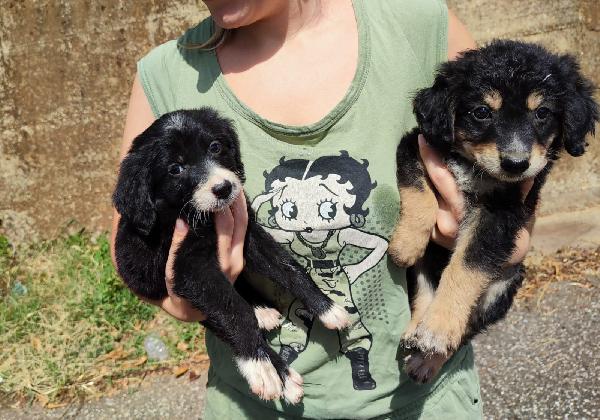 Benito E Rey Cuccioli Taglia Media 