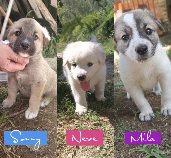 Cuccioli 2 Mesi Simil Pastore Taglia Media 