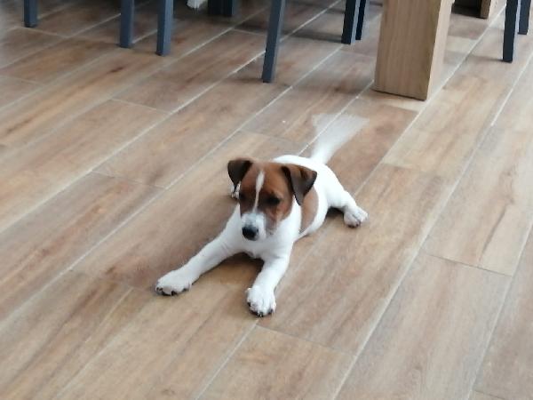 Nina Jack Russel Taglia Piccola