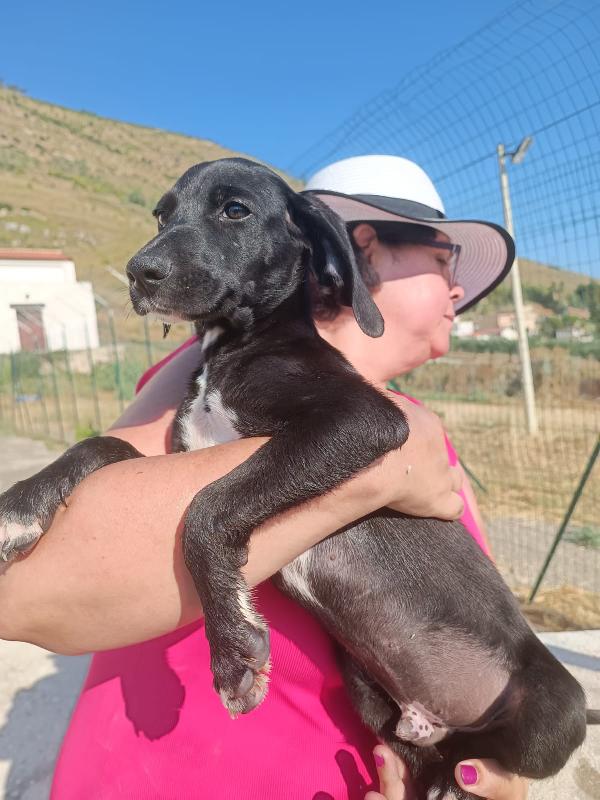 Stratus Simil Segugio