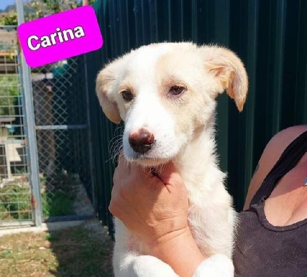 Meraviglia In Adozione 