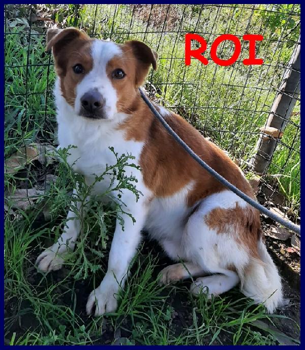 Roi Simil Welsh Sheepdog 5 Anni, Bellissimo E Timido, Cerca Una Famiglia Per Sempre!