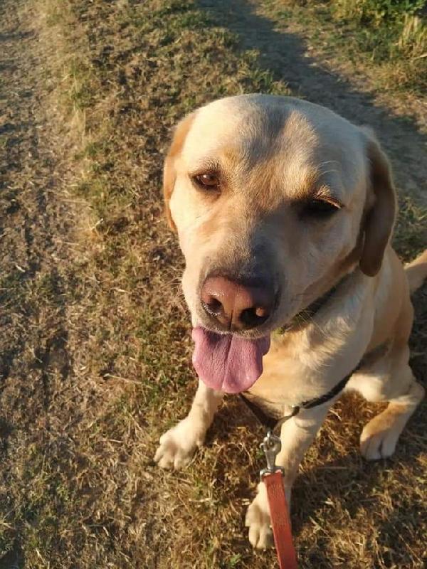 Ettore, Labrador Di 2 Anni, Il Proprietario Lo Vuole Sopprimere 