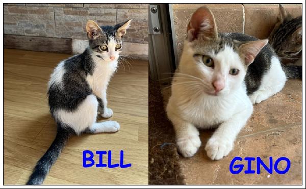 Bill E Gino Micetti 4 Mesi, Fratellini In Cerca Di Una Mamma Che Li Cresca !