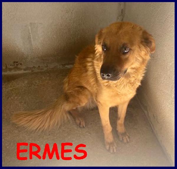 Ermes Simil Golden Retriever 3-4 Anni, Dolce E Timido Vive In Un Box Da Solo E Cerca Una Famiglia Per Sempre!