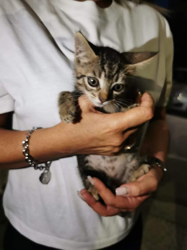 Per Gattina Dolcissima Si Cerca Adozione Del Cuore 