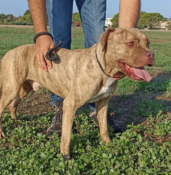 Grino, meraviglioso pittbull .dal manto tigrato in canile Foto 2