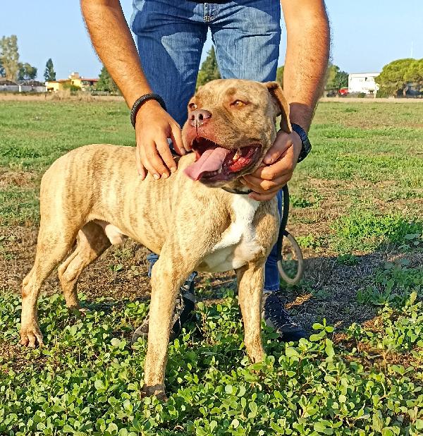 Grino, meraviglioso pittbull .dal manto tigrato in canile Foto 5