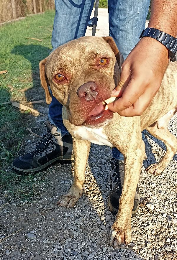 Grino, meraviglioso pittbull .dal manto tigrato in canile Foto 6