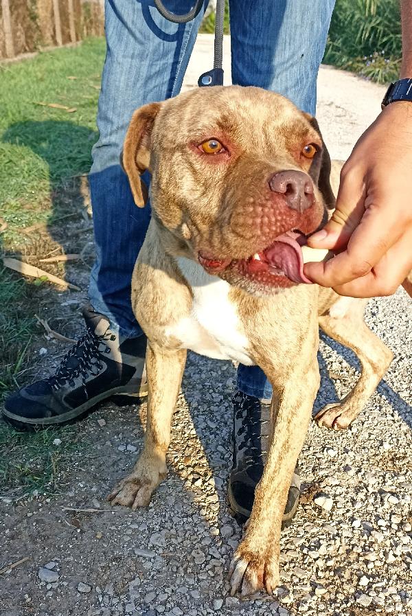 Grino, meraviglioso pittbull .dal manto tigrato in canile Foto 7